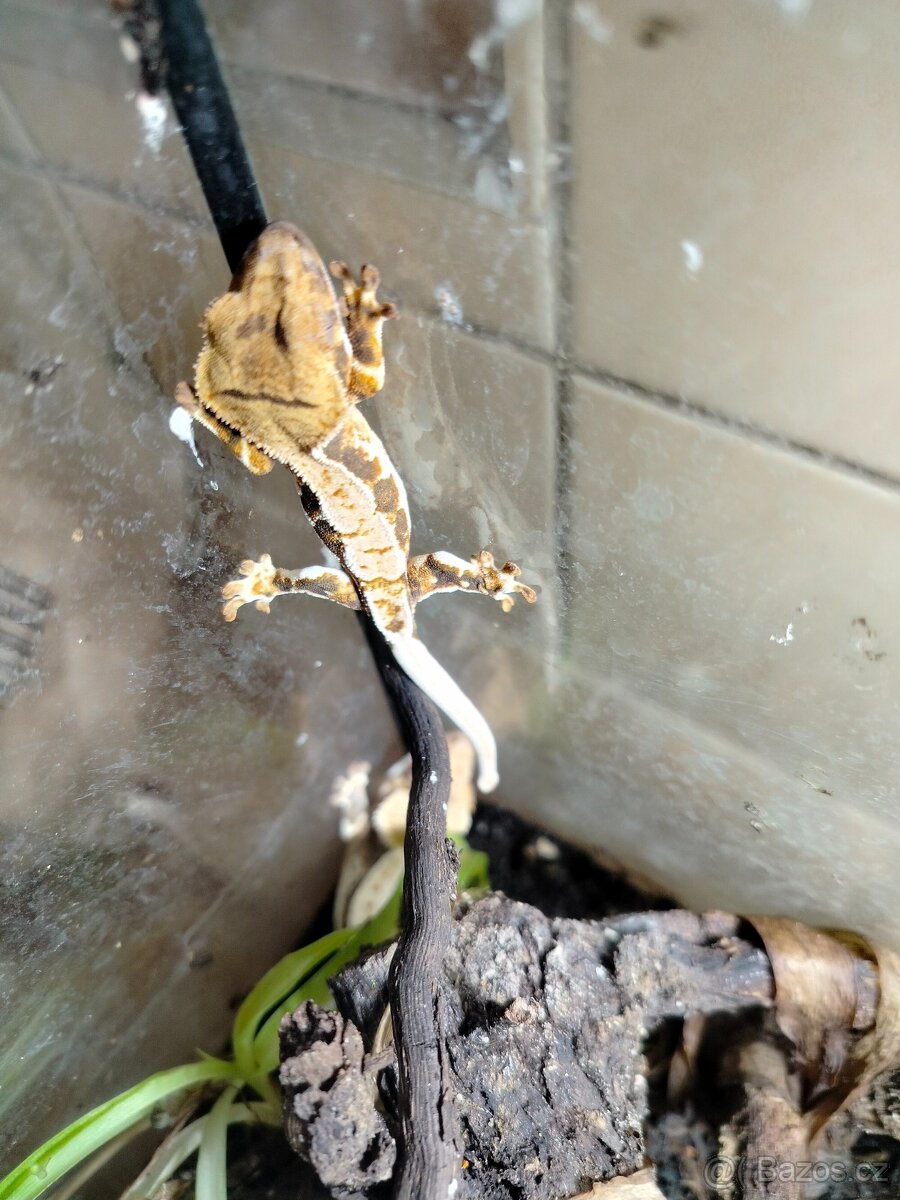 Pagekon řasnatý - 3