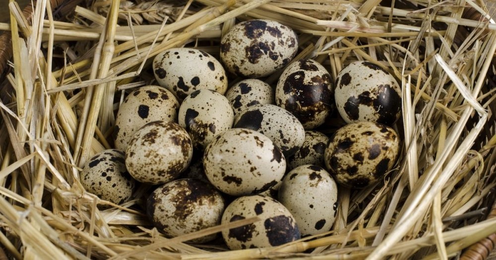 Krepelci vajicka - 3