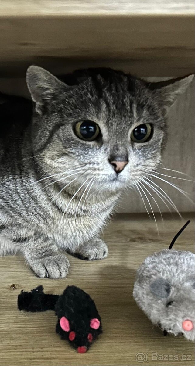 Darujeme kočku - 3