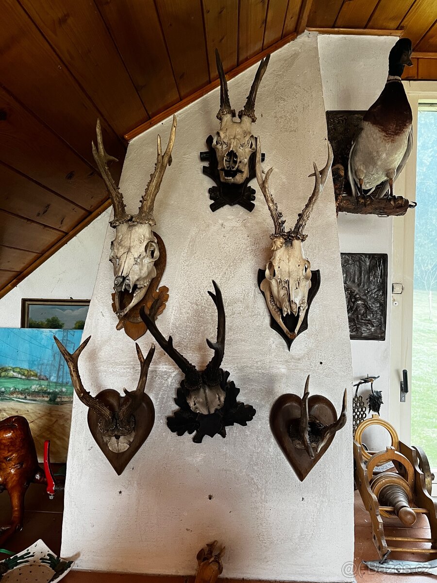 Trofeje -myslivost - 3