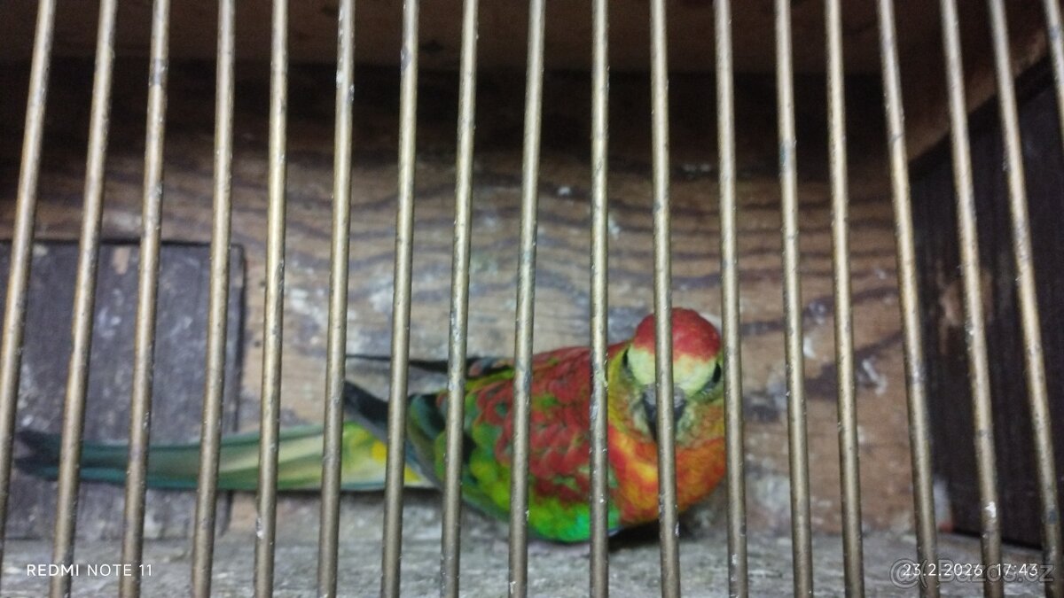 Papoušek zpěvavý - 3