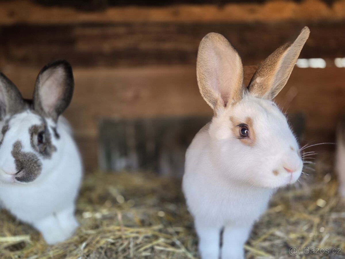 Samičky a samci Českého strakáče - 3