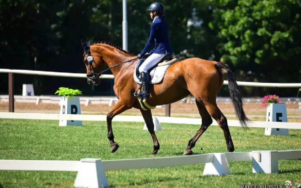 Prodám klisnu CS 15 let - 3