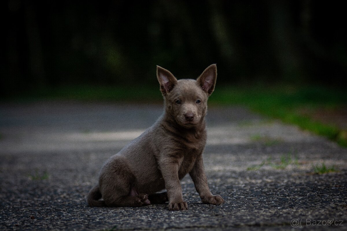 Australská kelpie - 3