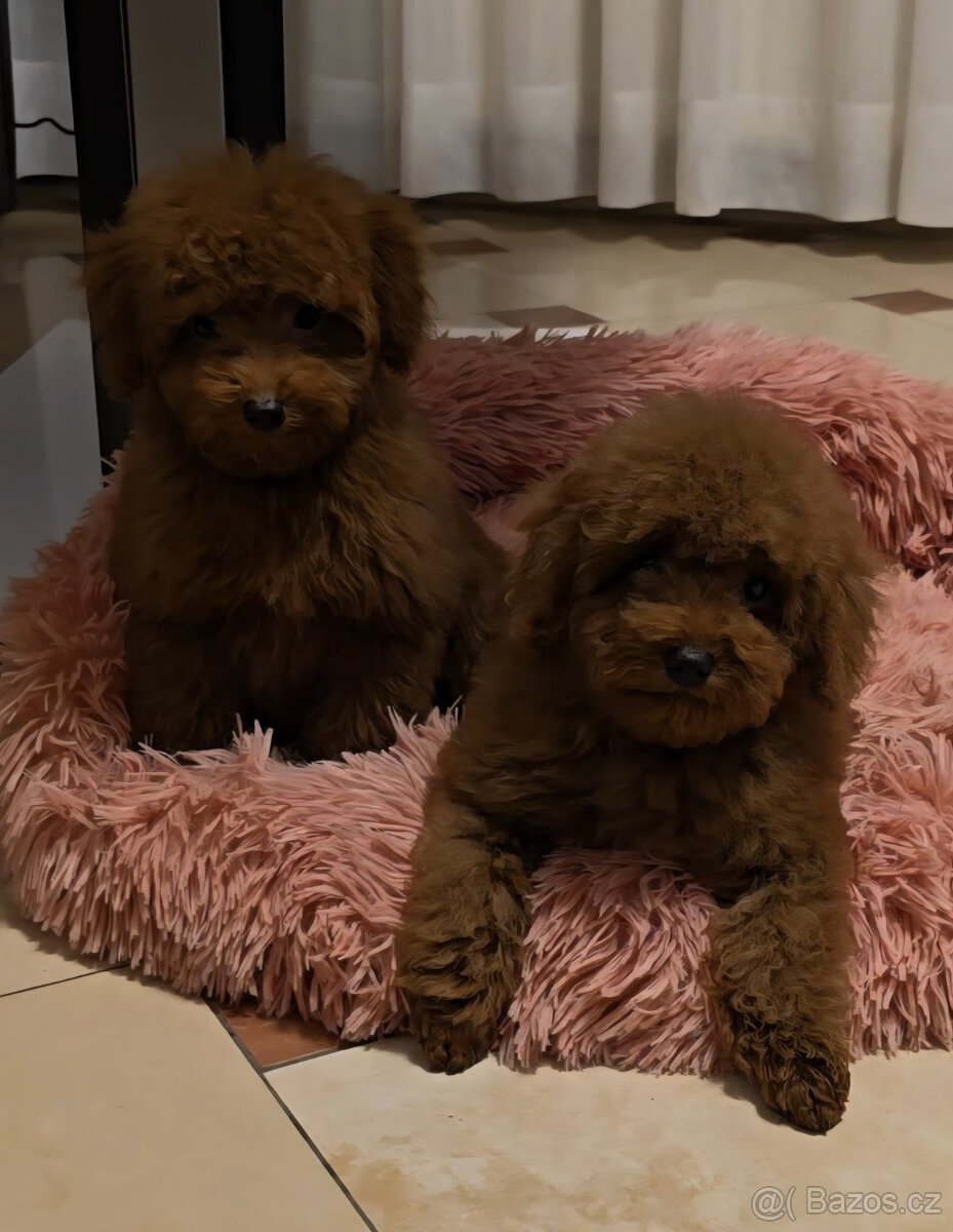 pudel 100% toy boy - 3