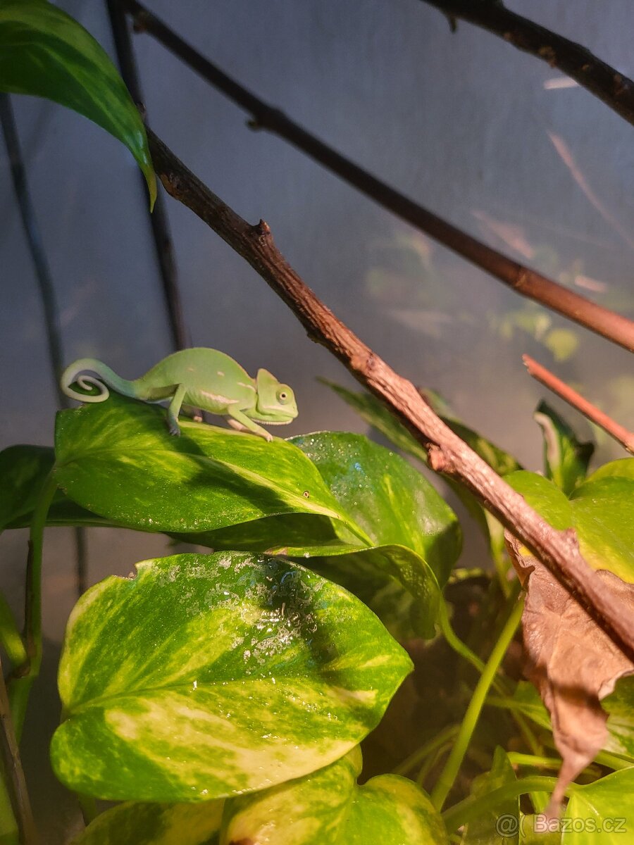 Chameleon jemenský - 3