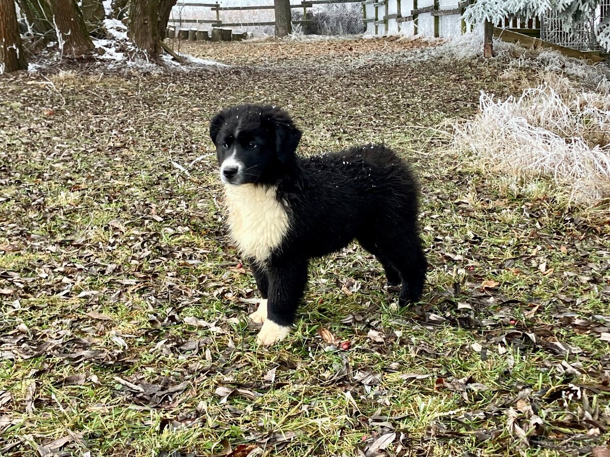 Miniaturní americký ovčák s PP - 3