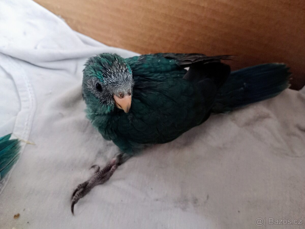 Kakariki rudočelý - 3