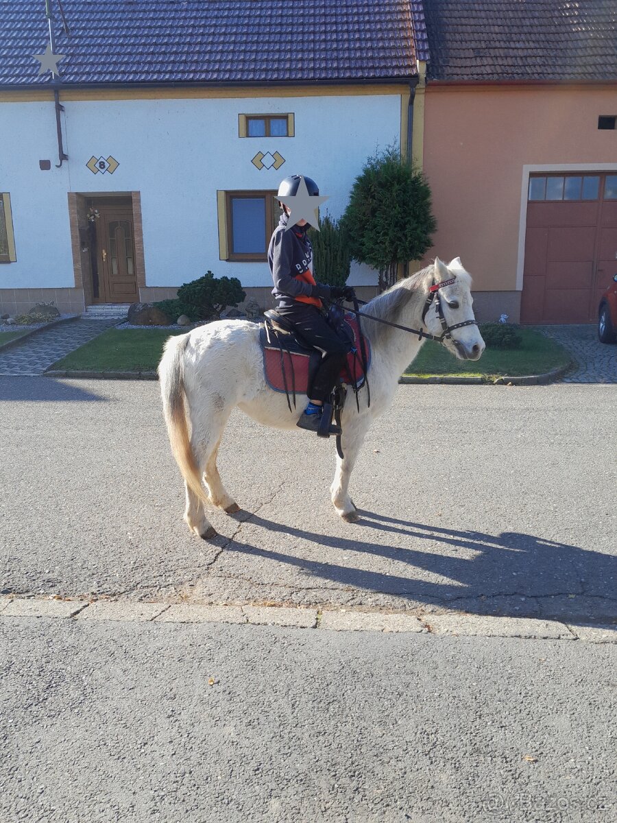 KLISNA welsh mountain pony - 3