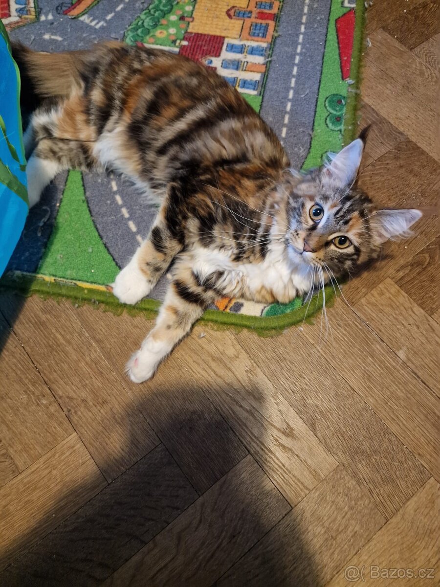 Mainská mývalí bez PP - 3