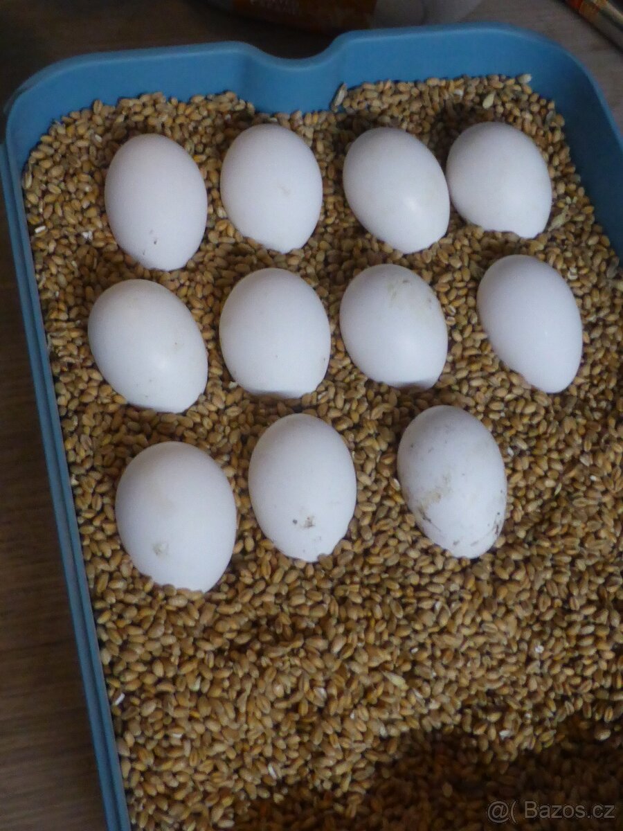 Vestfálská slepice - 3