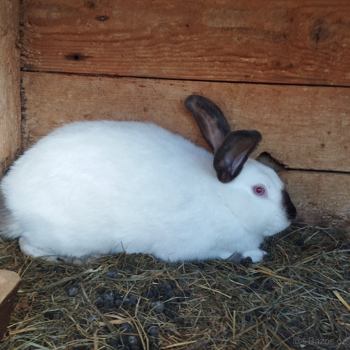 Prodej králíků - 3