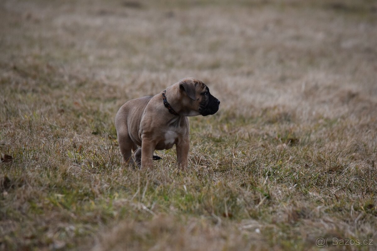 Cane corso s FCI PP - 3