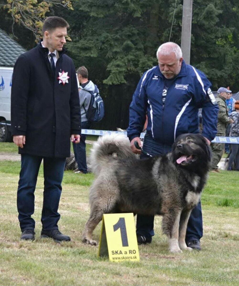 Kavkazský pastevecký pes štěňata - 3