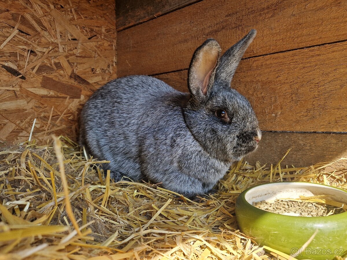 Králíčci - 3