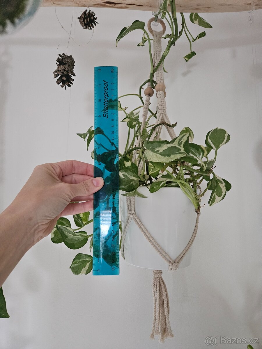 Epipremnum aureum N Joy - 3