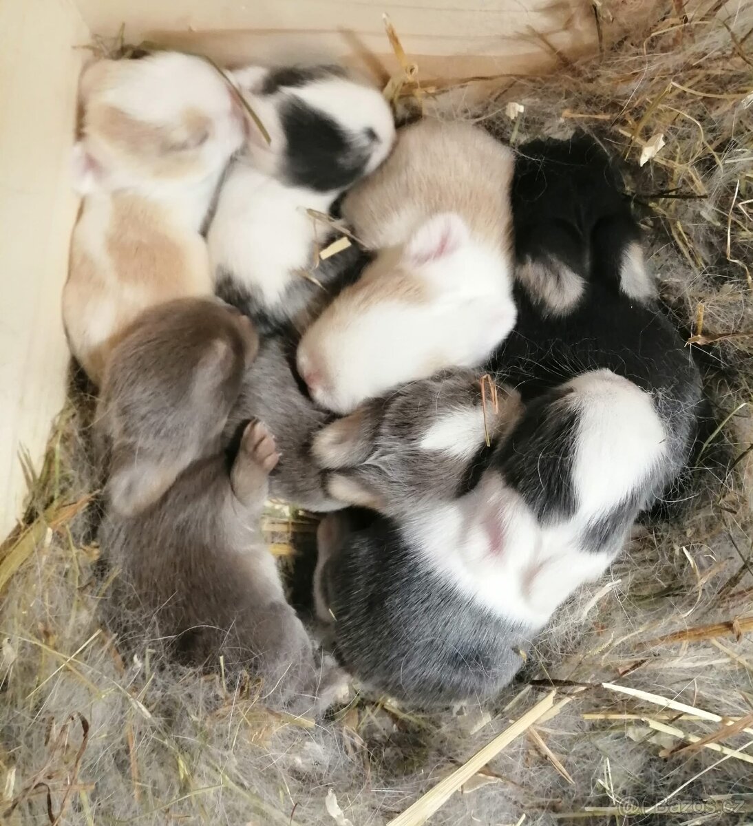 minilop - beránci - 3