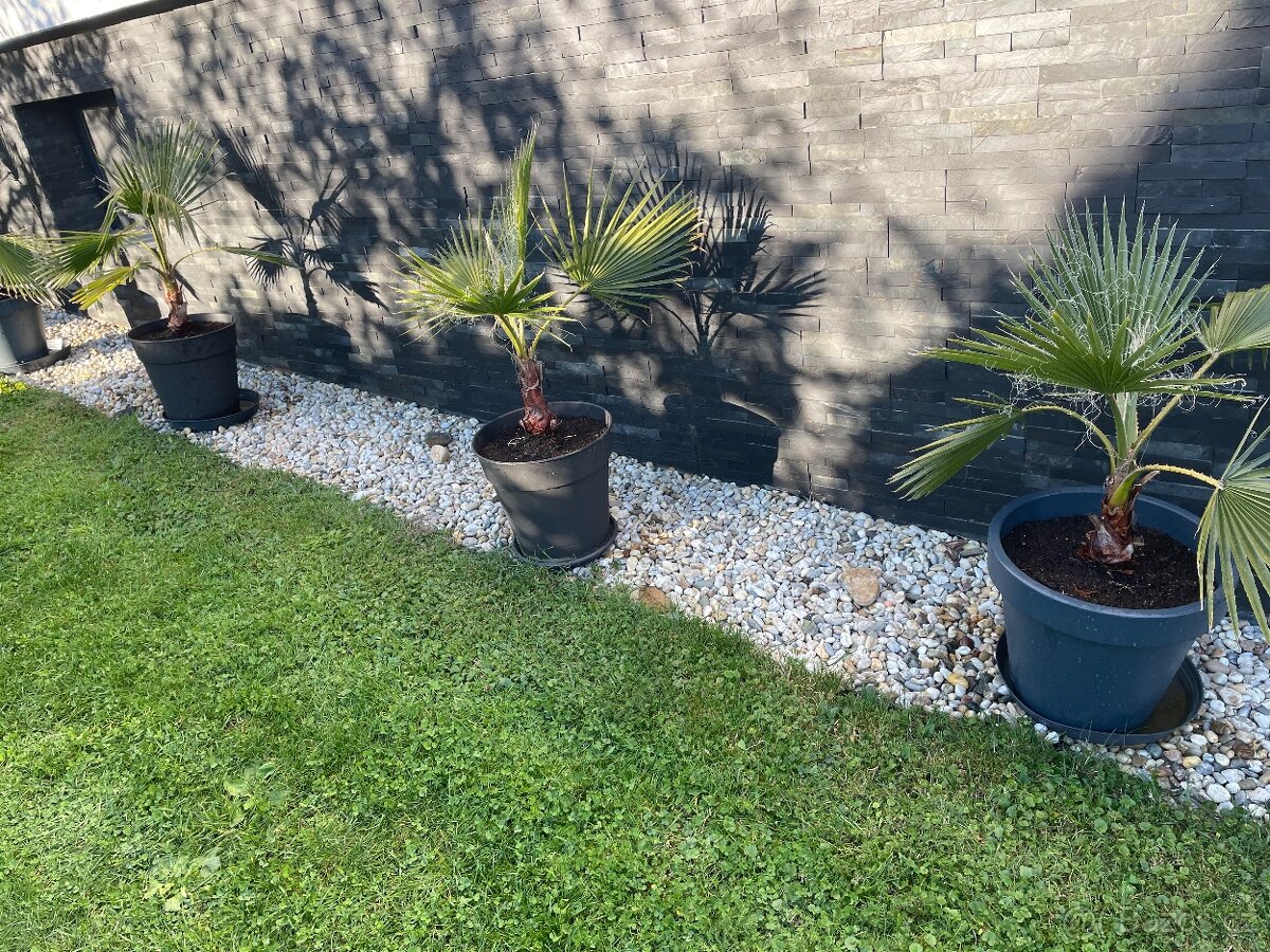 Palma Palmera Abanico - 3