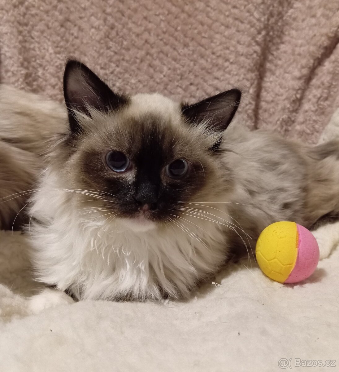 Ragdoll kotě, kočička bez PP. - 3