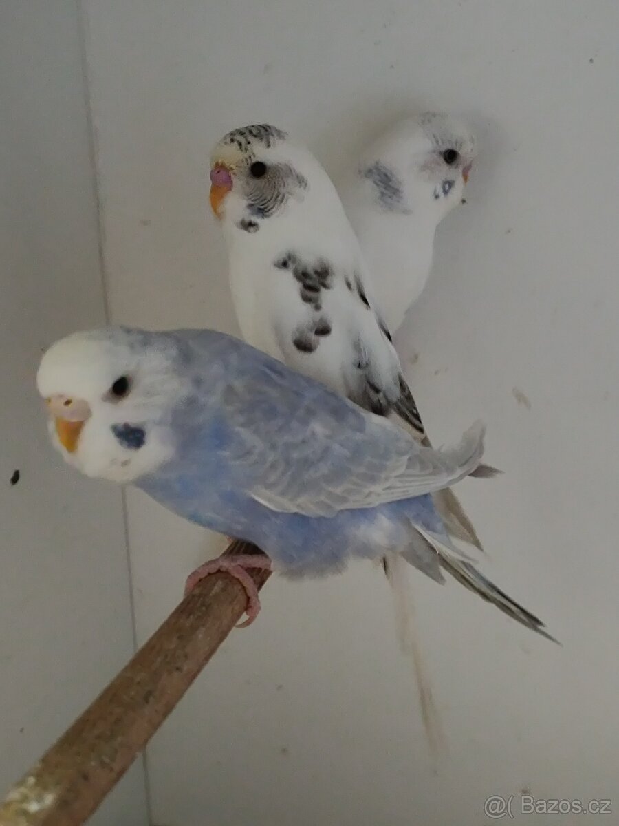 Andulka, andulky do chovu 2025 - 3