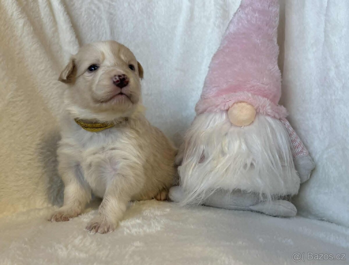 Border kolie s PP - 3