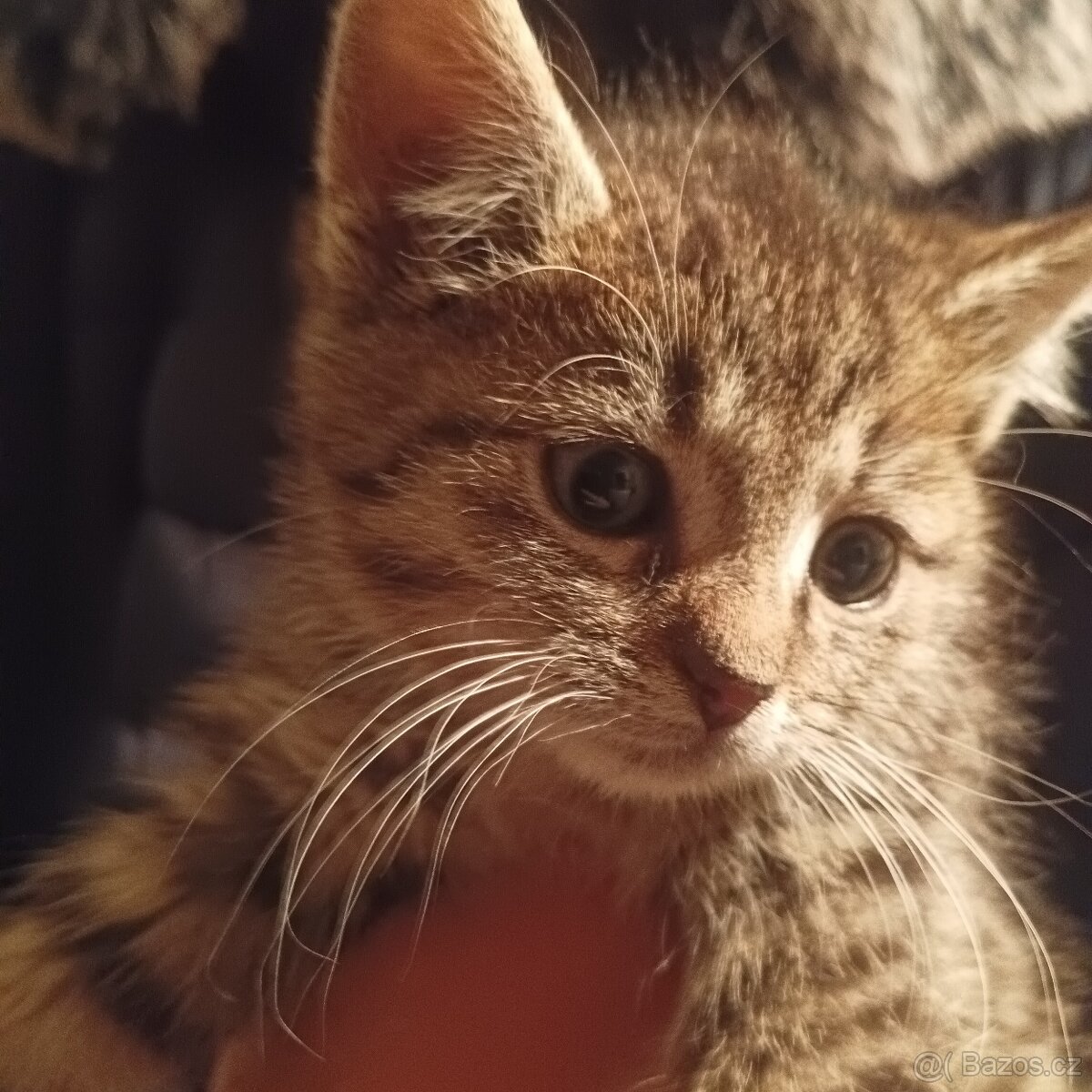 Britské kotě x - 3