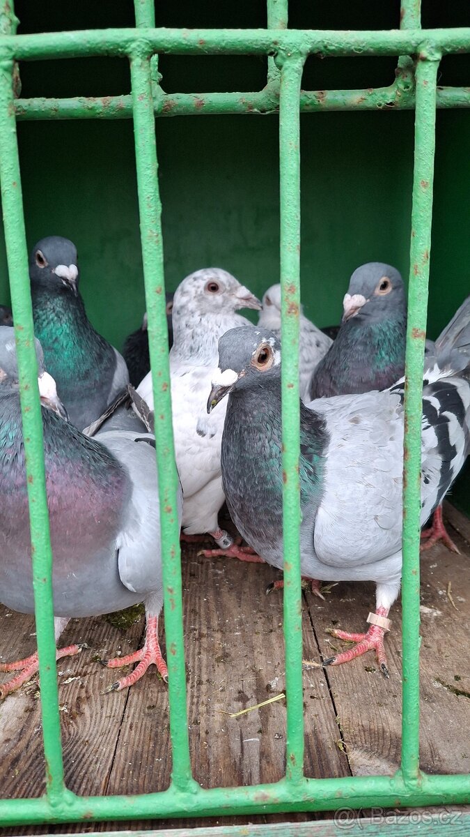 Poštovní holubi - 3