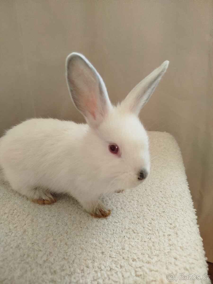 Zakrslý králíček 🐰 - 3