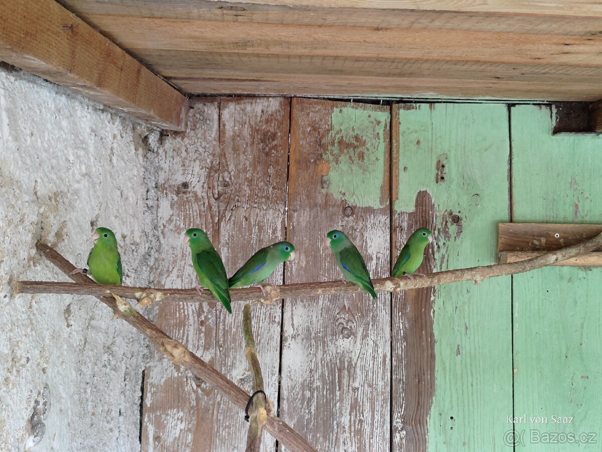 Papoušíček brýlatý - 3