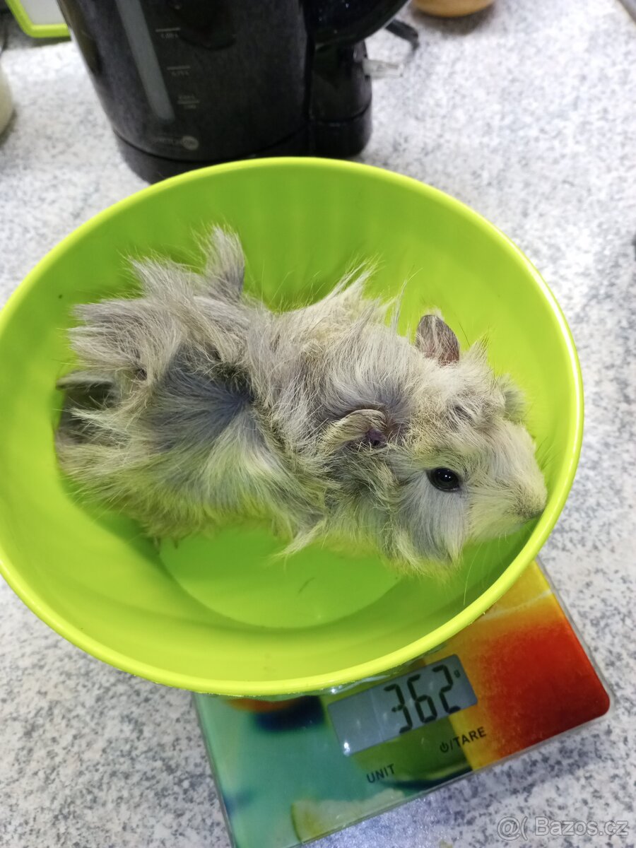 Morčata - samičky - 3