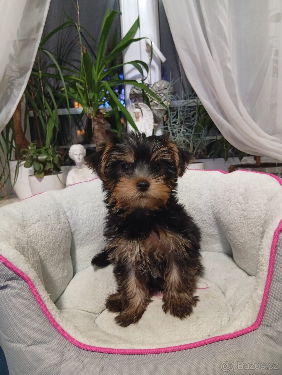 Jorkšírský teriér - 3