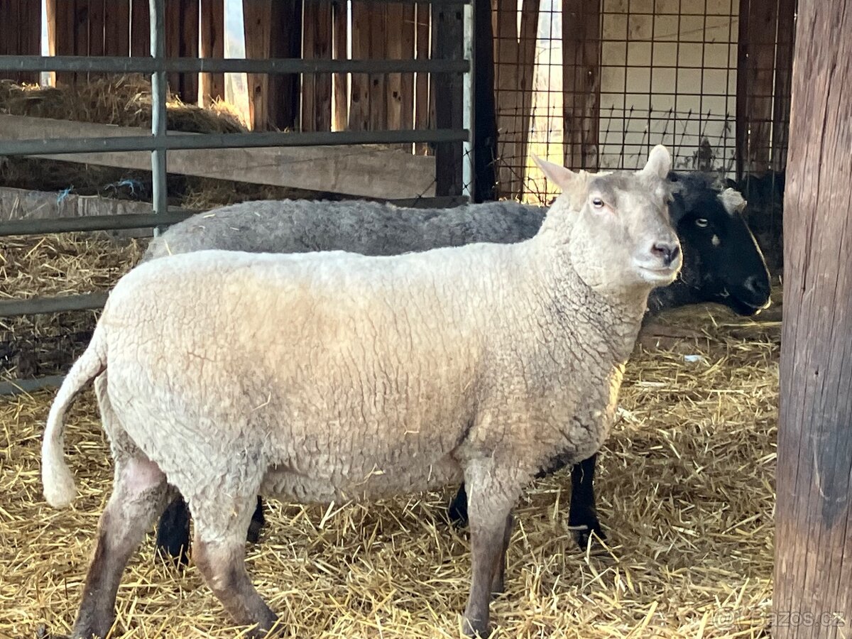 Prodám dvouletou ovci - 3