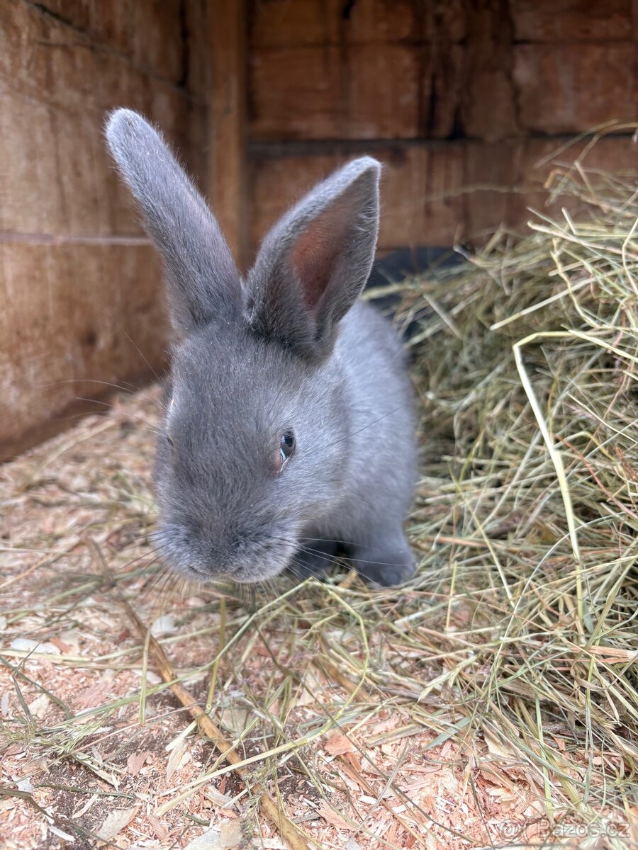 Mláďata Moravský Modrý bez pp - 3