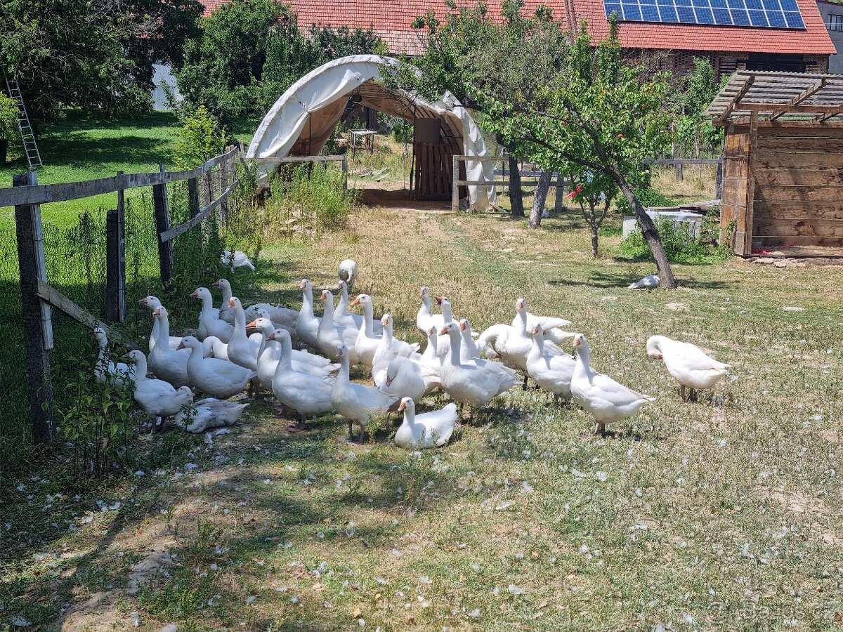 Husy, Kačeny, Krůty( morky) - 3