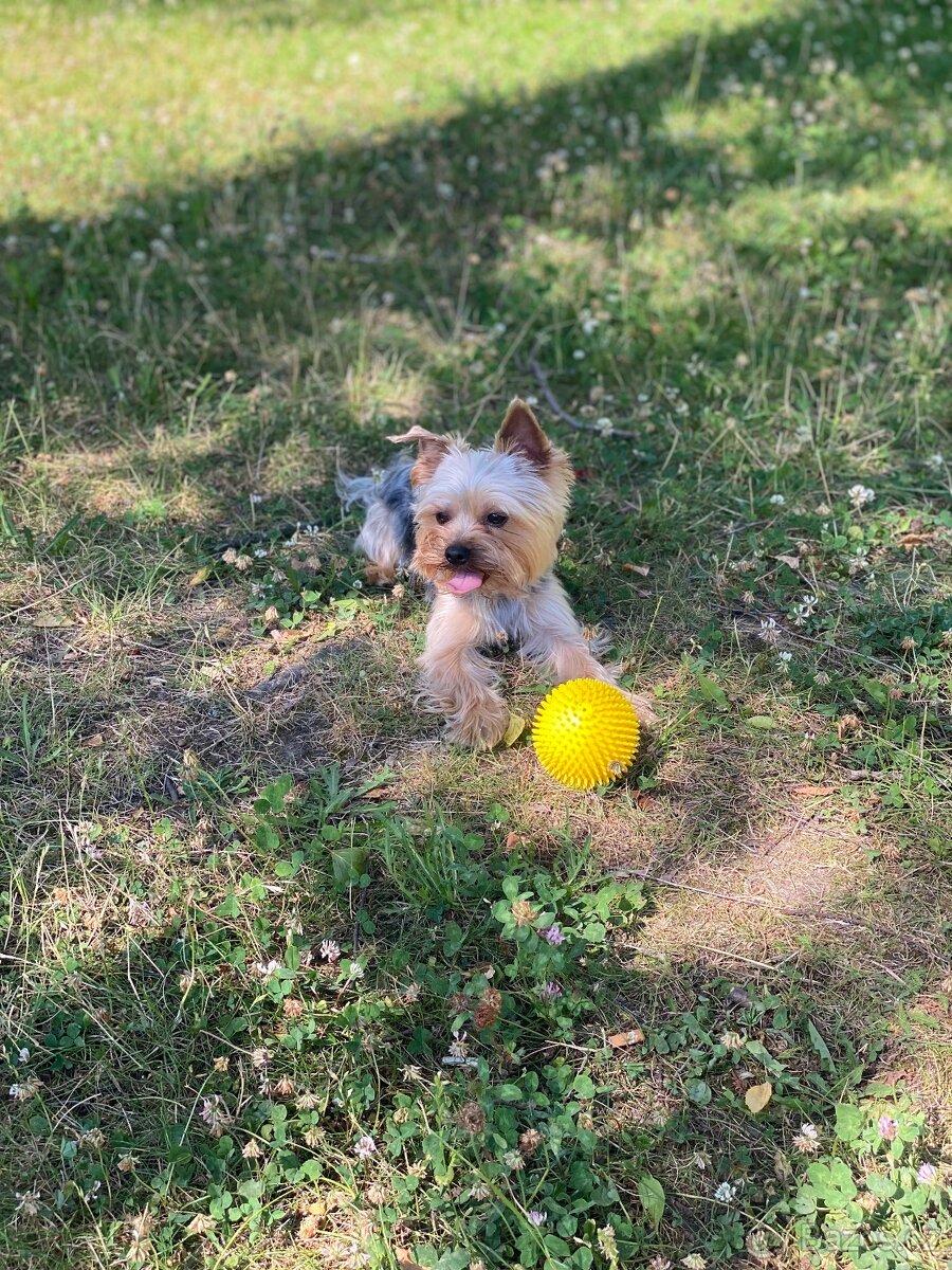 Jorkšírský teriér - 3