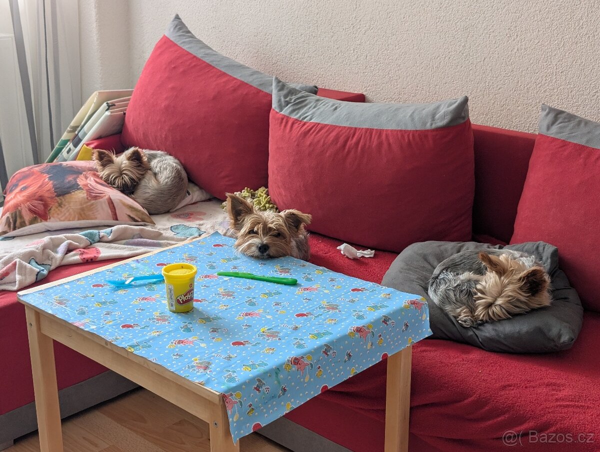 Hledám fenku pro našeho YT gentlemana - 3