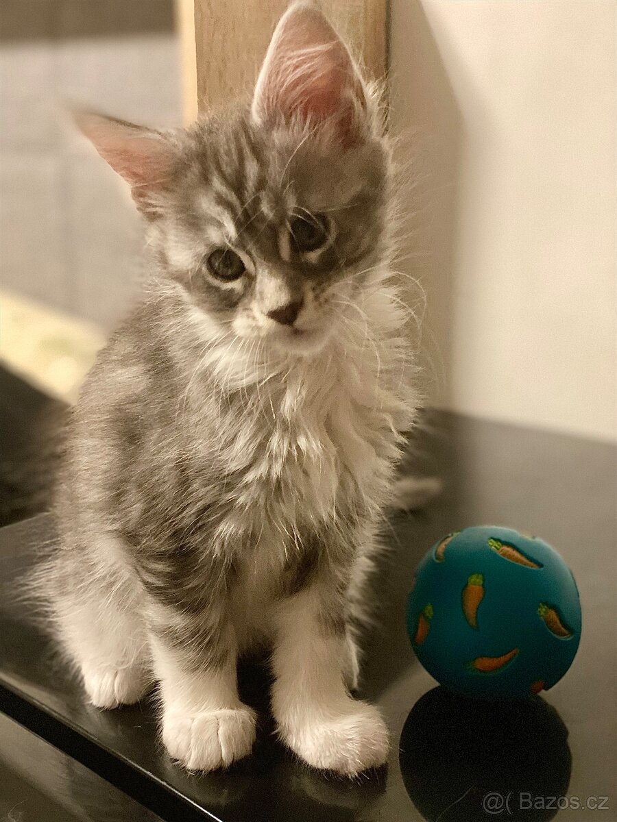 Mainská mývalí koťátka - 3