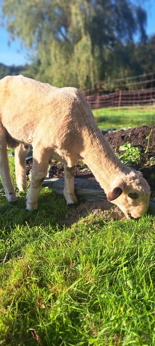 Prodám ovci a beránka - 3