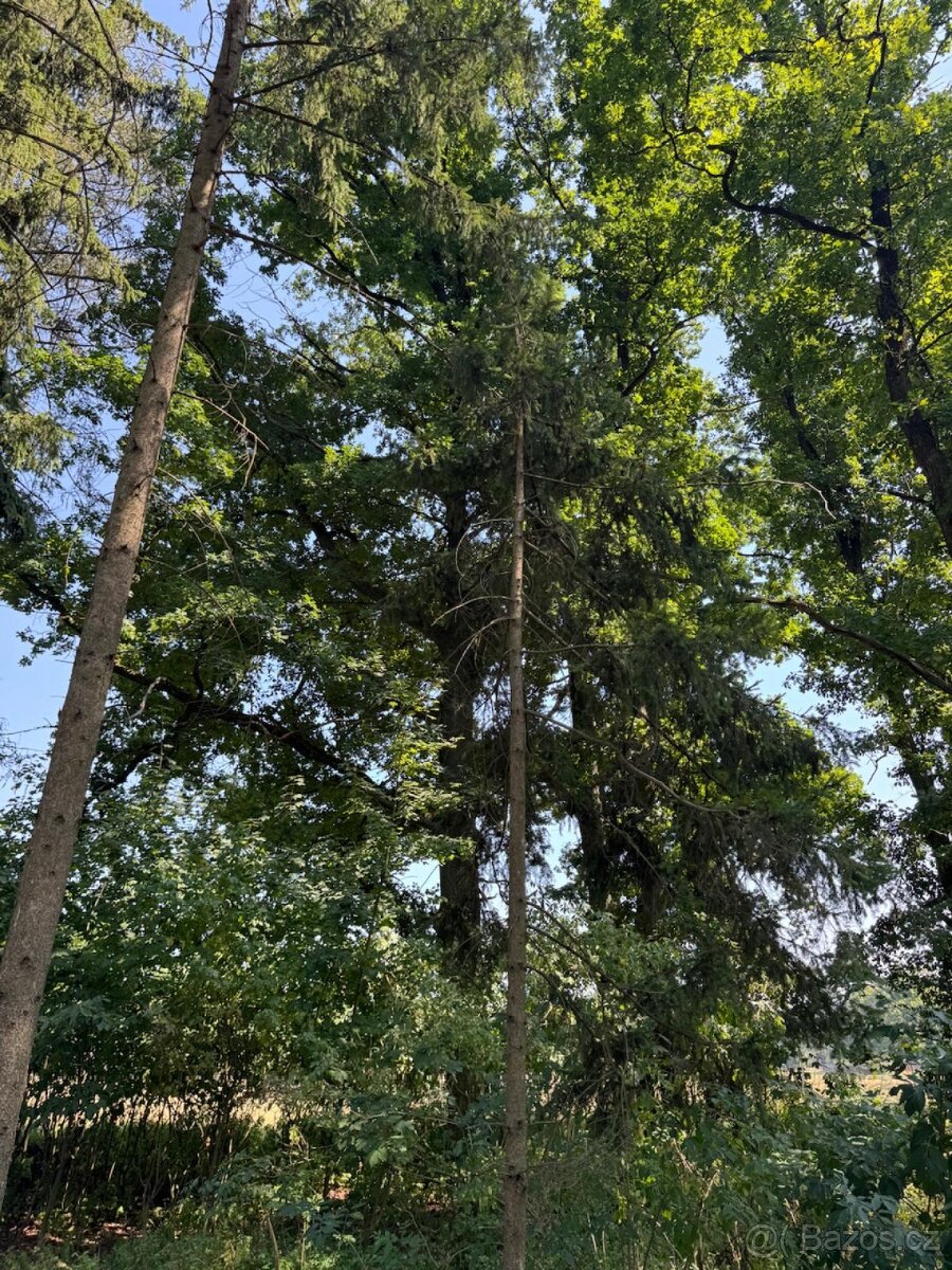 Prodej lesních pozemků v k.ú. Bolehošť - 3