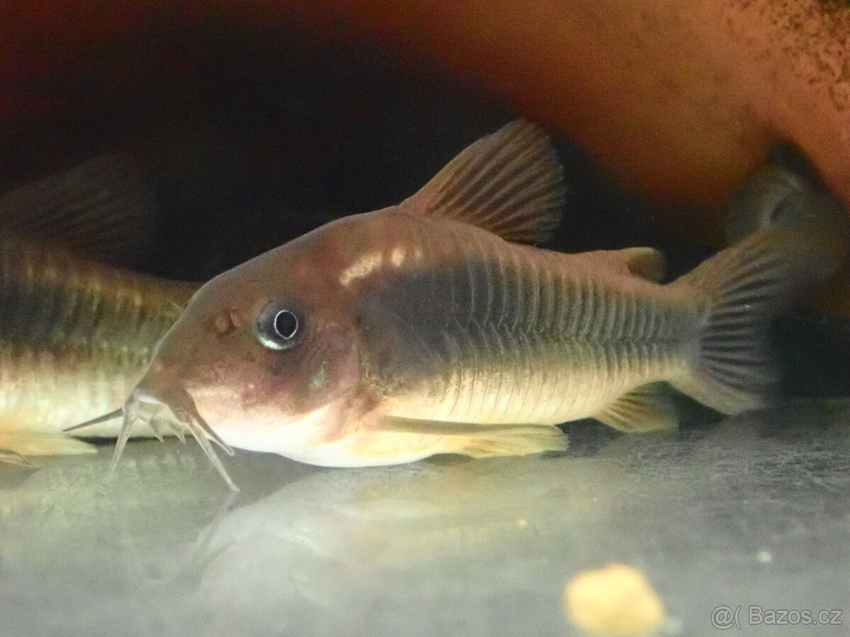 Pancéřníček zlatopásý - 3