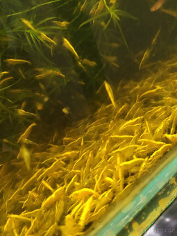 krevetky neocaridina - 3