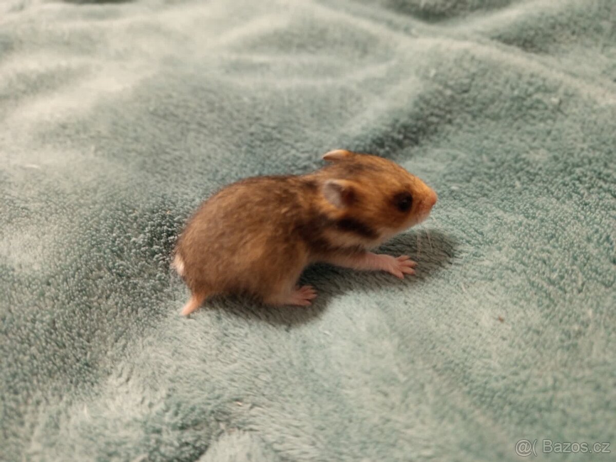 Mláďata křeček syrský - 3