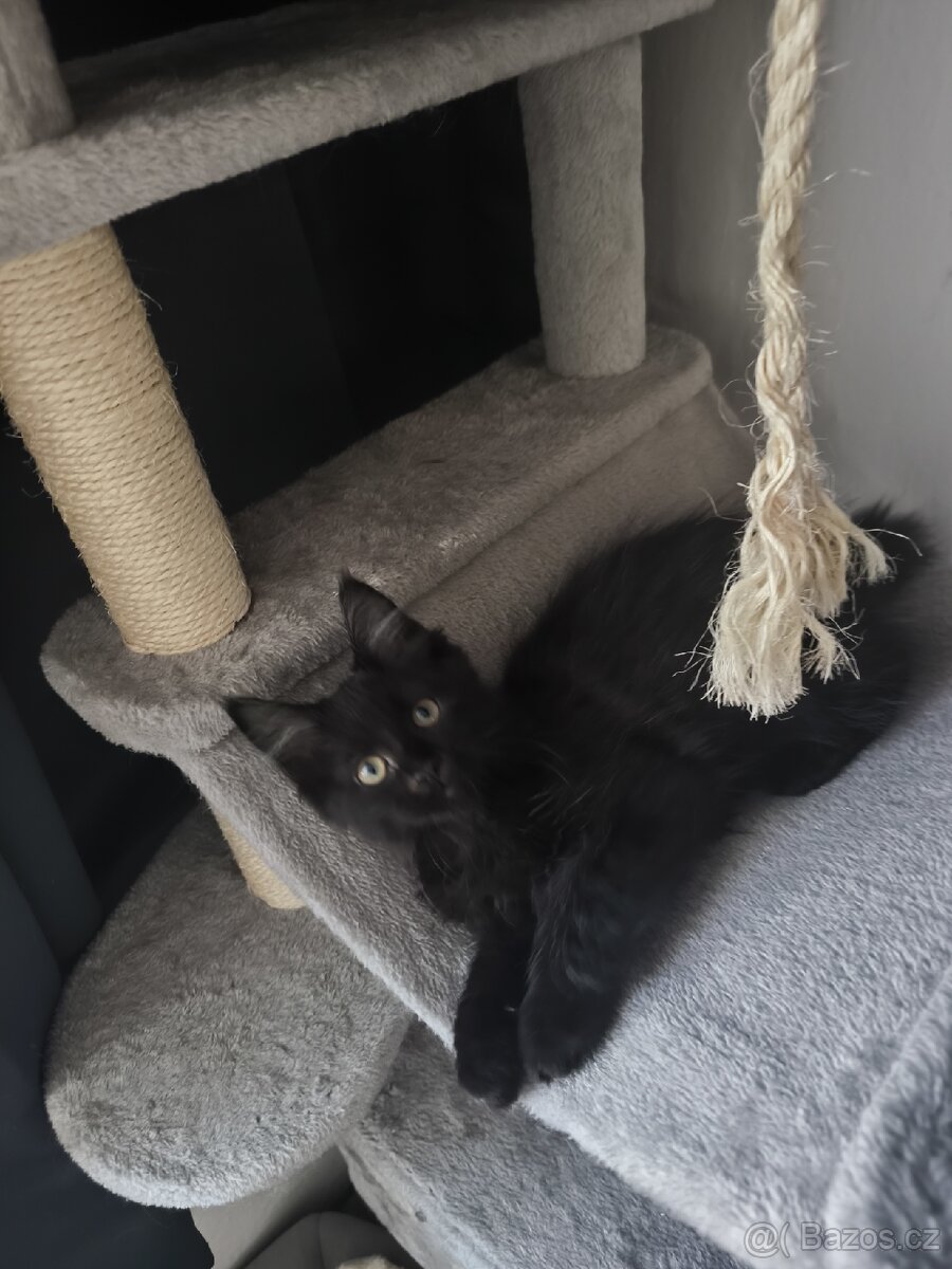 Mainská mývalí s PP - 3