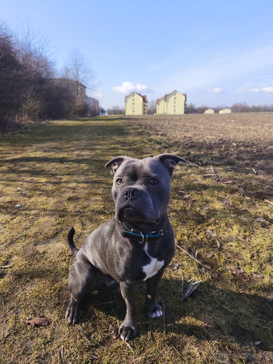 Stafordširský bulteriér - 3