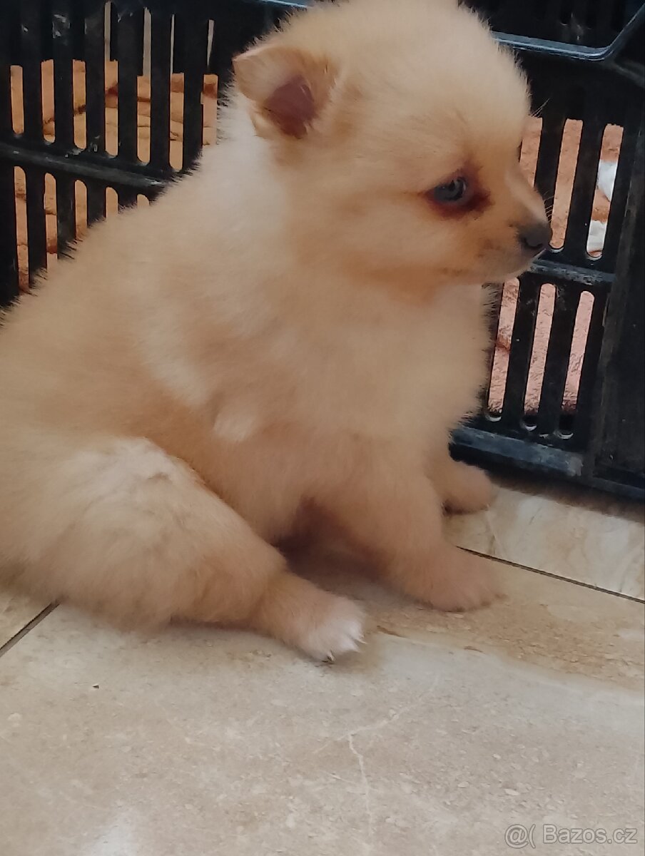 Pomeranian Špic - 3