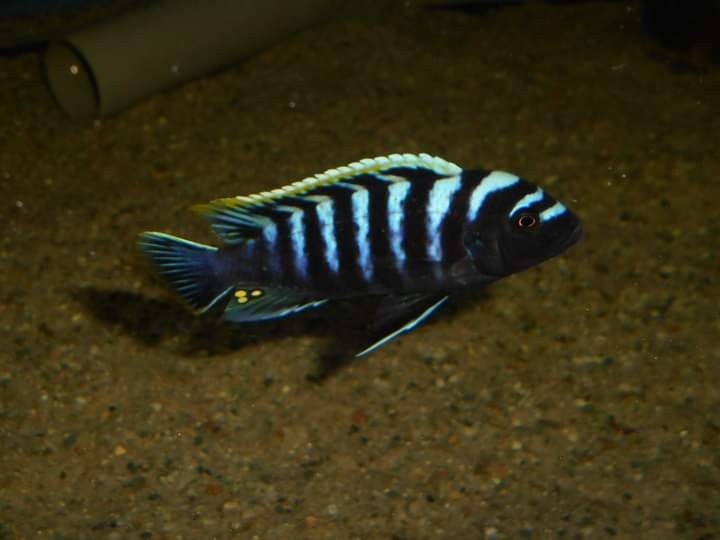 Cynotilapia zebroides Likoma red top - 3