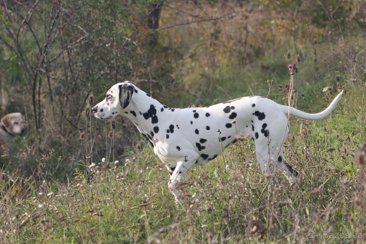 štěně DALMATINA - 3