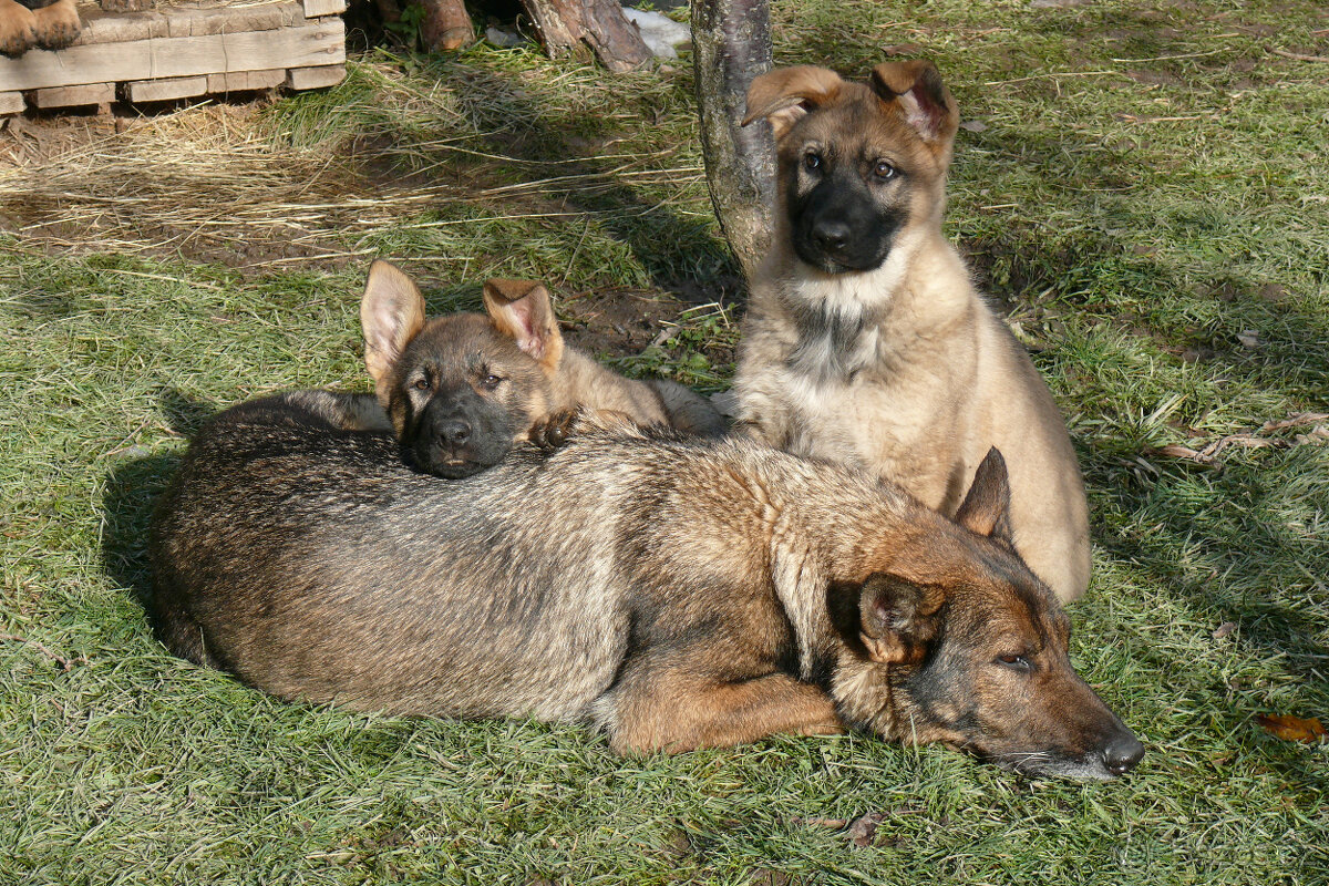 Šteniatka NO s PP - 3