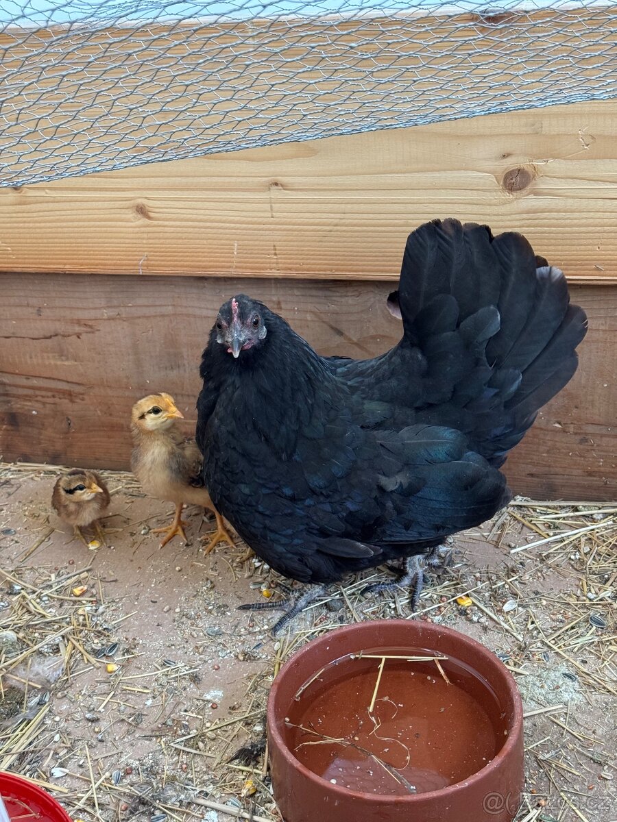 Zakrslé slepičky a kohouti - 3