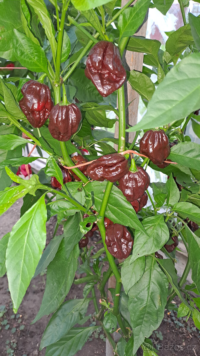 Armagedon chilli semínka - 3